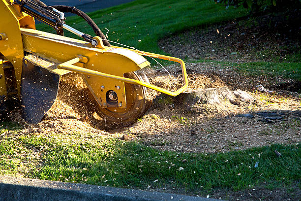 Mulching Services in Willis, TX