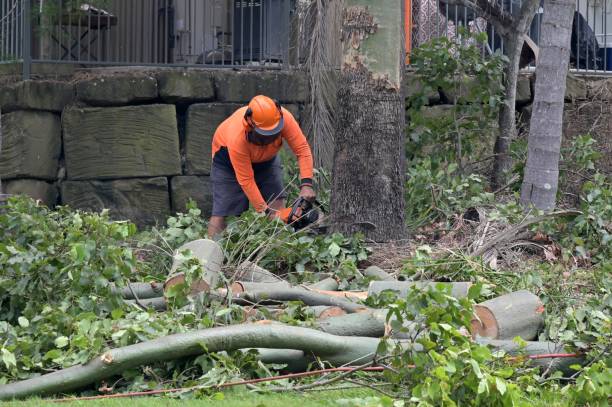 Best Commercial Tree Removal  in Willis, TX